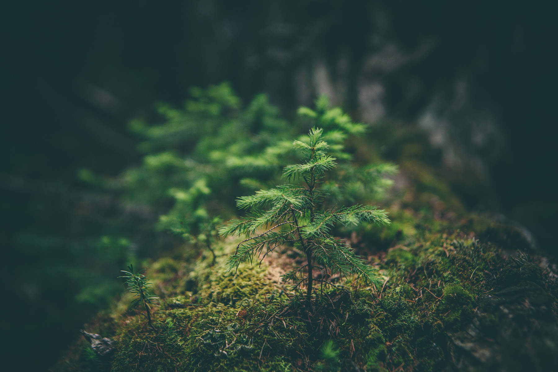 ECOSYSTEM RESTORATION