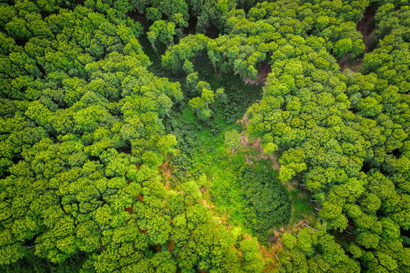 Protecting ecosystems : a vital connection to nature